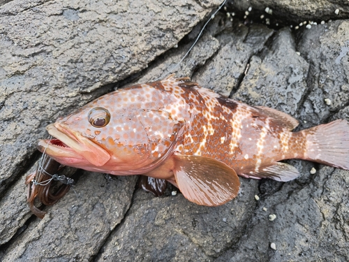 キジハタの釣果