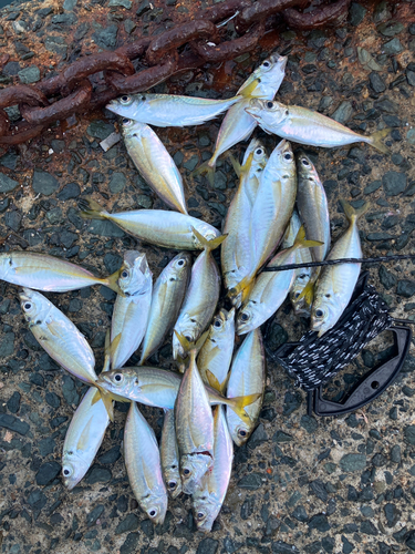 アジの釣果