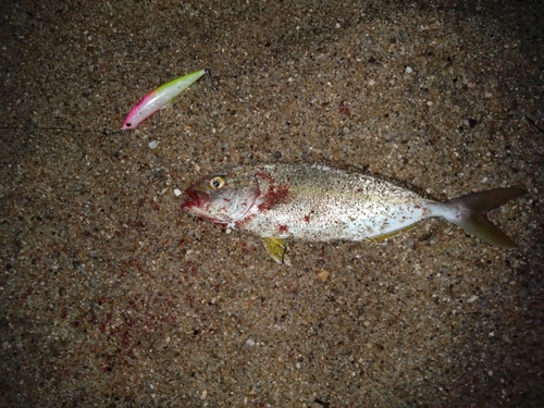 ショゴの釣果