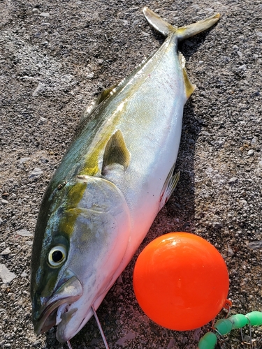 イナダの釣果