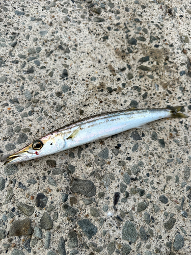 カマスの釣果