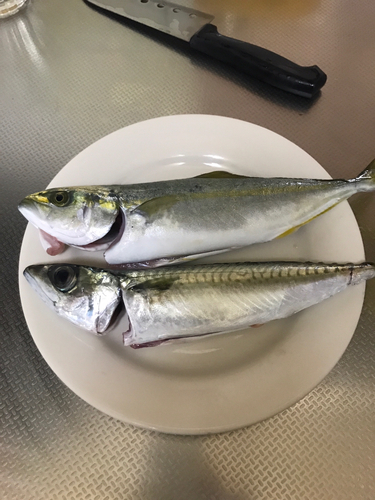 サバの釣果