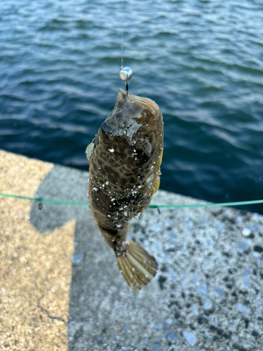 フグの釣果