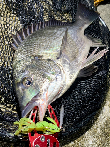 チヌの釣果