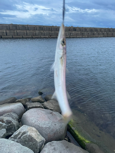 カマスの釣果