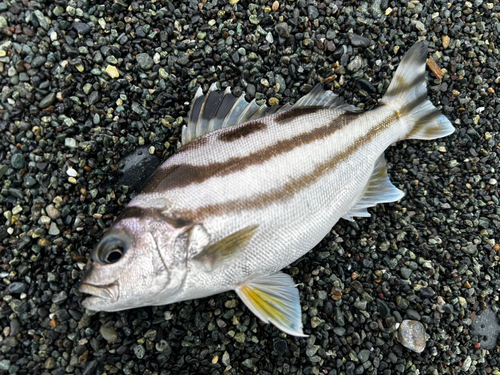 コトヒキの釣果