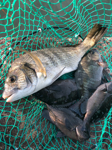 クロダイの釣果