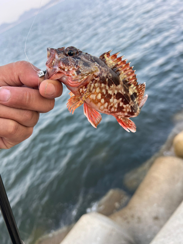 カサゴの釣果