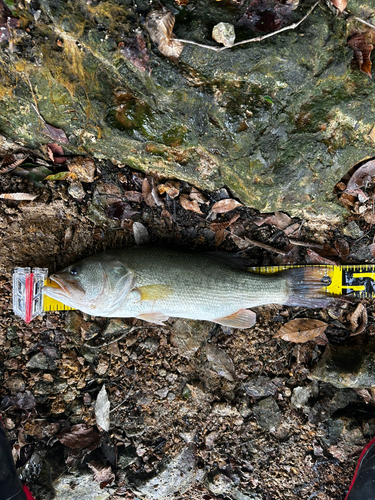 ラージマウスバスの釣果