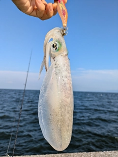 ヒイカの釣果