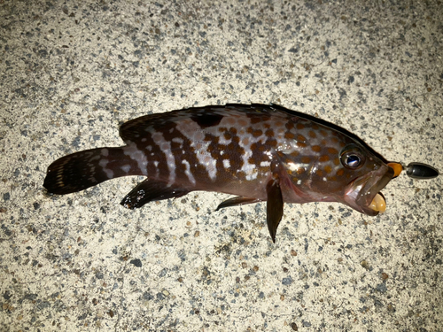 アコウの釣果