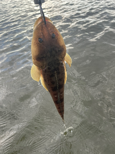 マゴチの釣果