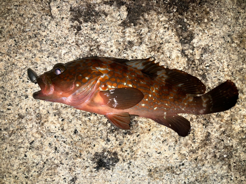 アコウの釣果