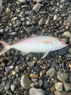 ショゴの釣果