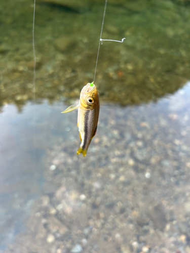 カワムツの釣果