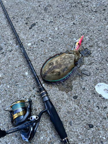 モンゴイカの釣果