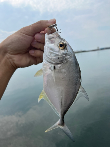 メッキの釣果