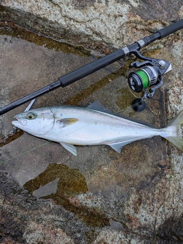 ヒラマサの釣果