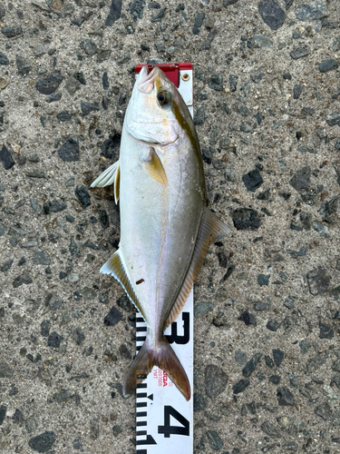 ショゴの釣果