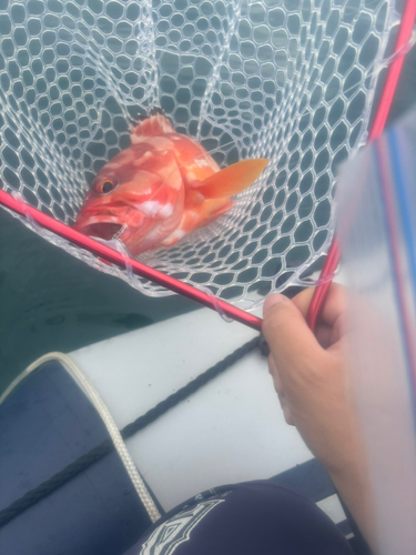 アカハタの釣果