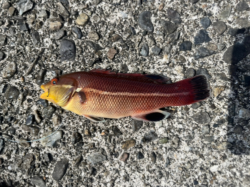 コブダイの釣果