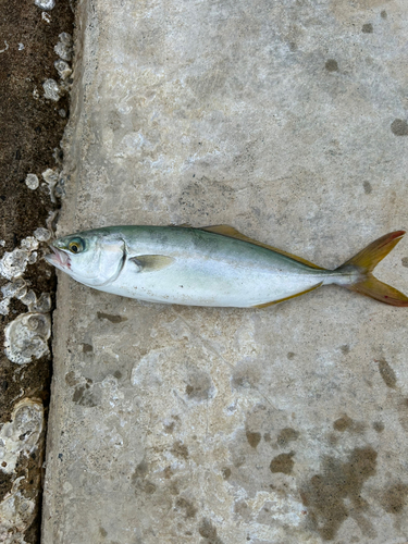 ツバスの釣果