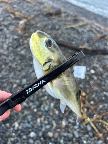 シロサバフグの釣果