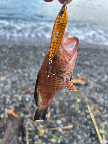 オオモンハタの釣果