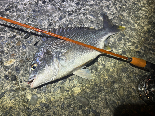 キビレの釣果