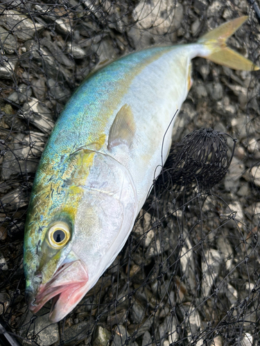 イナダの釣果