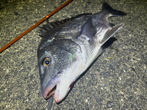 クロダイの釣果