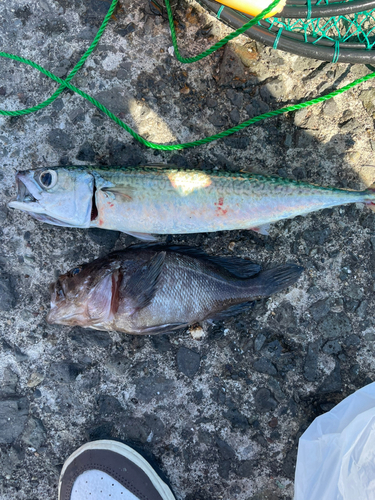 サバの釣果