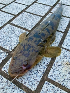 マゴチの釣果