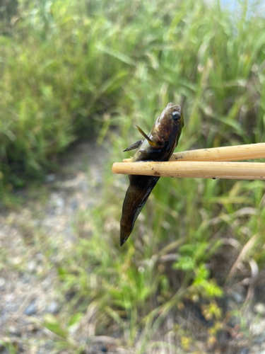 チチブの釣果