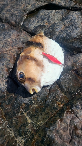 ハリセンボンの釣果