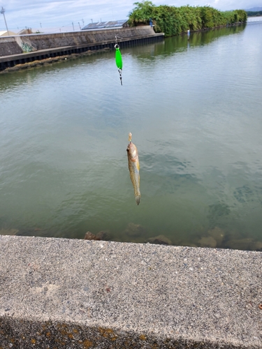 アナハゼの釣果