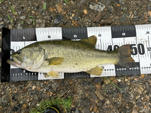 ブラックバスの釣果