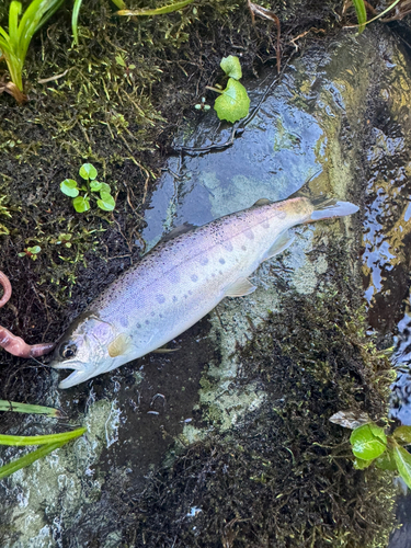 ヤマメの釣果