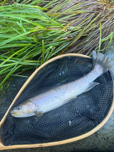 イワナの釣果