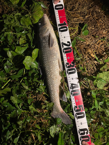 ニゴイの釣果