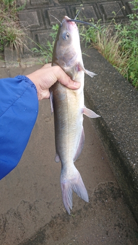 アメリカナマズの釣果