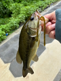 ラージマウスバスの釣果