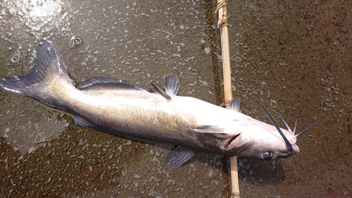 アメリカナマズの釣果