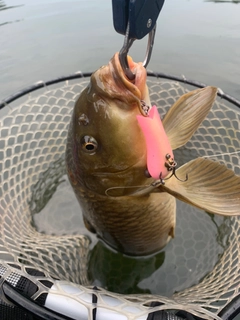 コイの釣果