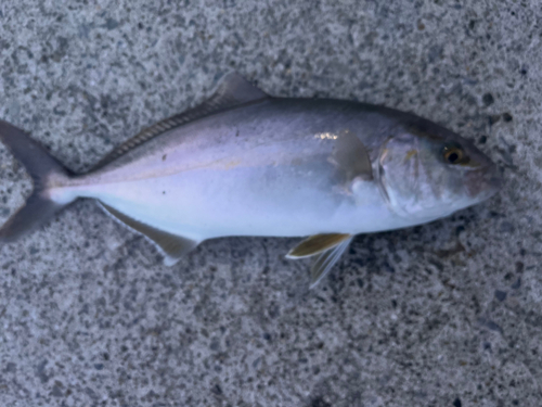 ショゴの釣果