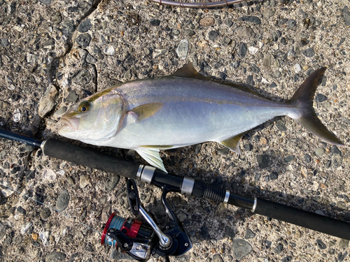 ショゴの釣果