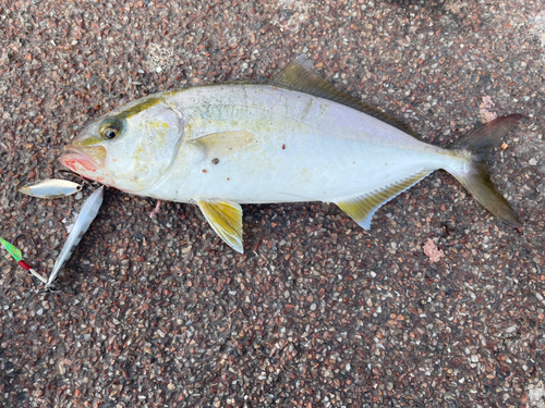 ショゴの釣果