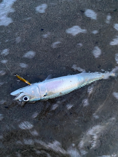 サバの釣果