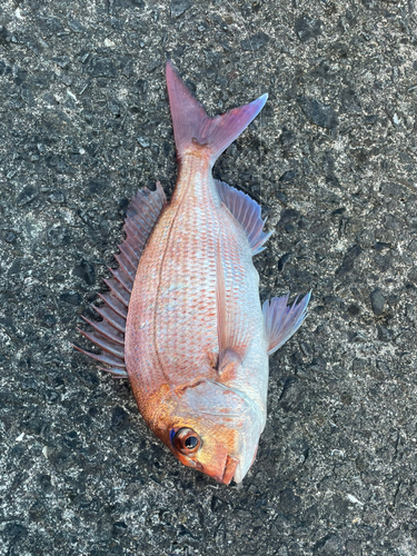 マダイの釣果