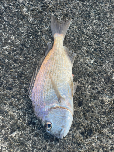 ヘダイの釣果